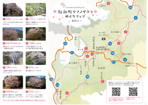 紀和町クマノザクラマップ裏
